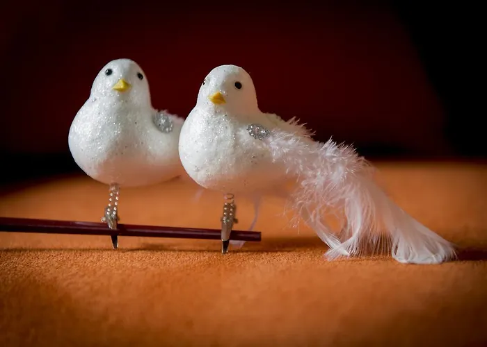 Two White Pigeons